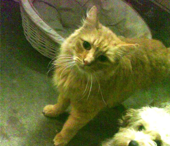 九游官网下载电脑版-_空中弹跳运动节：在空中实现速度极限_，空中弹球