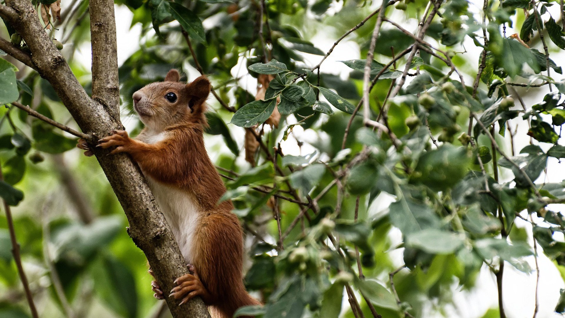 丁浩在“湾区杯”围棋大棋士赛中表现出色，围棋选手丁浩