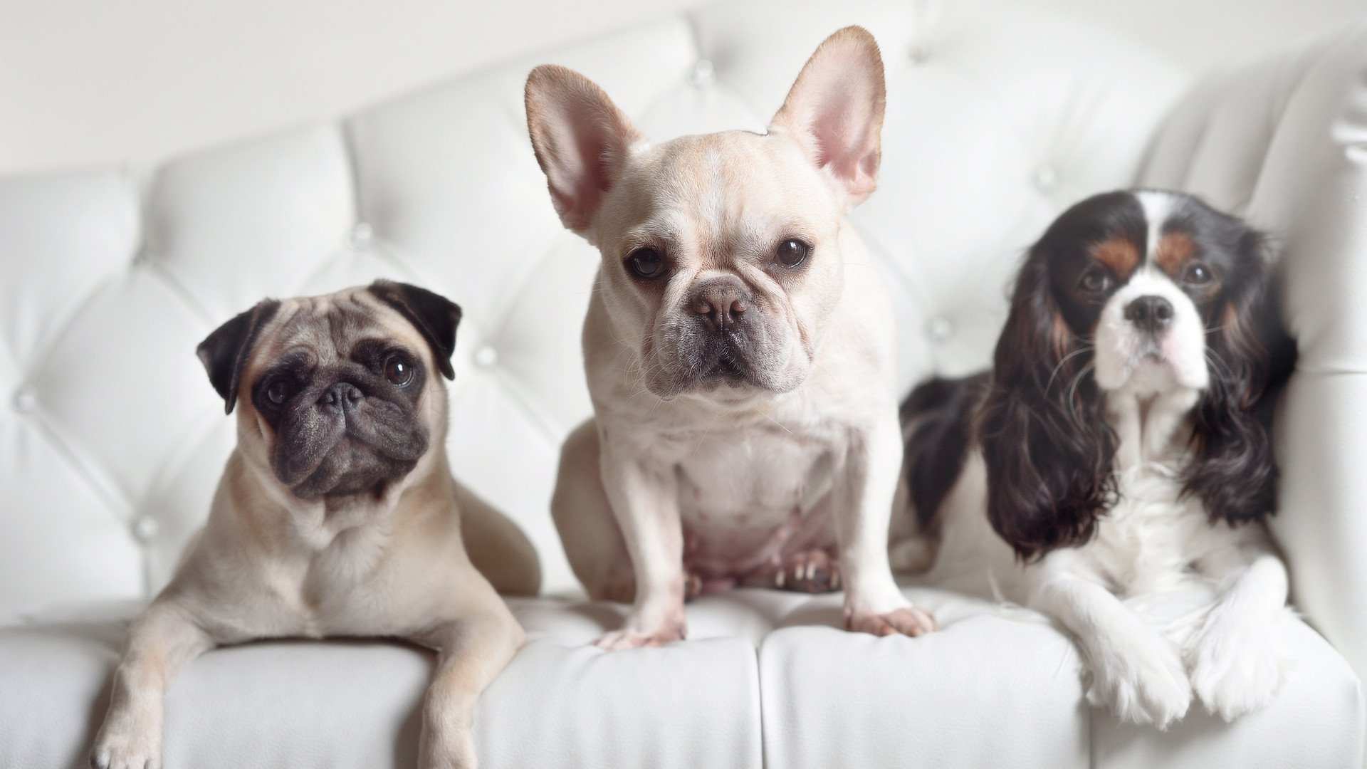 九游官网pc-全国球迷聚焦：直播现场的热烈氛围，球迷直播软件