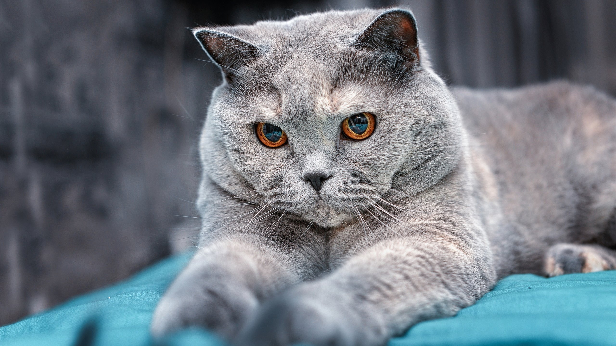 九游jiuyou-伊朗马术协会举办“Chovgan”文化交流活动，促进传统文化传承。