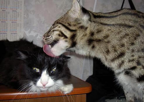 多特蒙德主场2-1战胜斯图加特,继续领跑德甲,多特蒙德对阵斯图加特