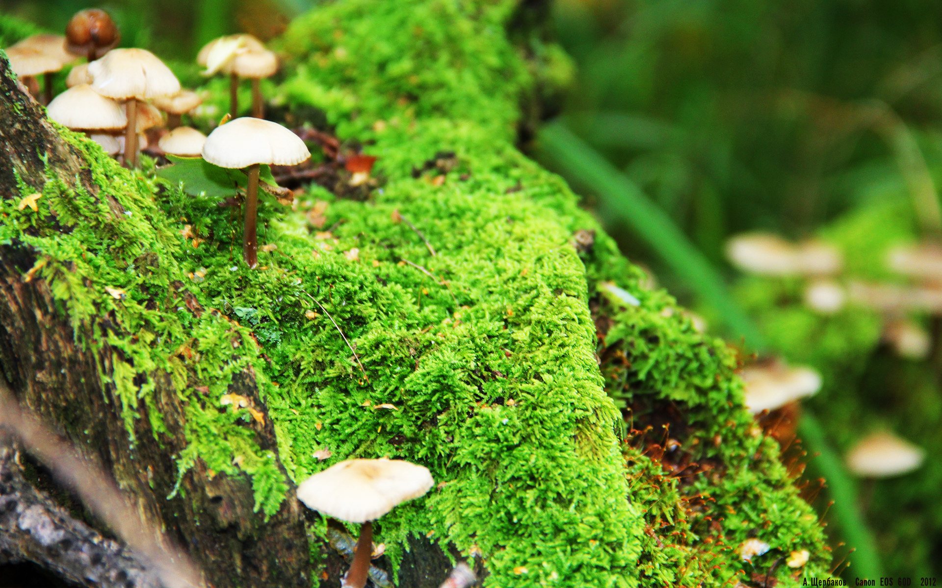 JIU YOU GAME-摩纳哥连胜稳固竞争对手，实力逐渐提升，摩纳哥2020