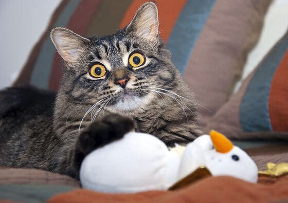 NBA球员职业生涯规划,nba职业生涯全部首发