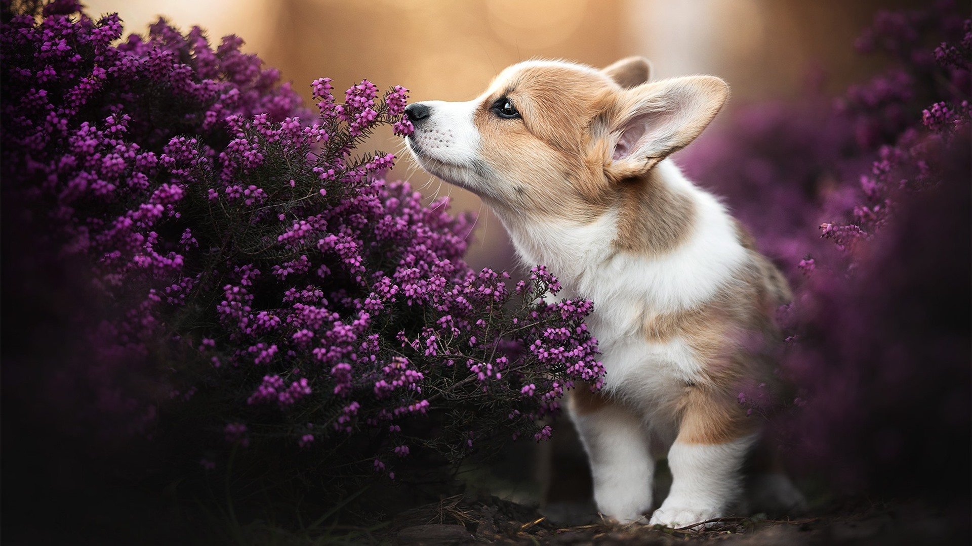 荷兰队在国际友谊赛中展现强大实力,士气高昂