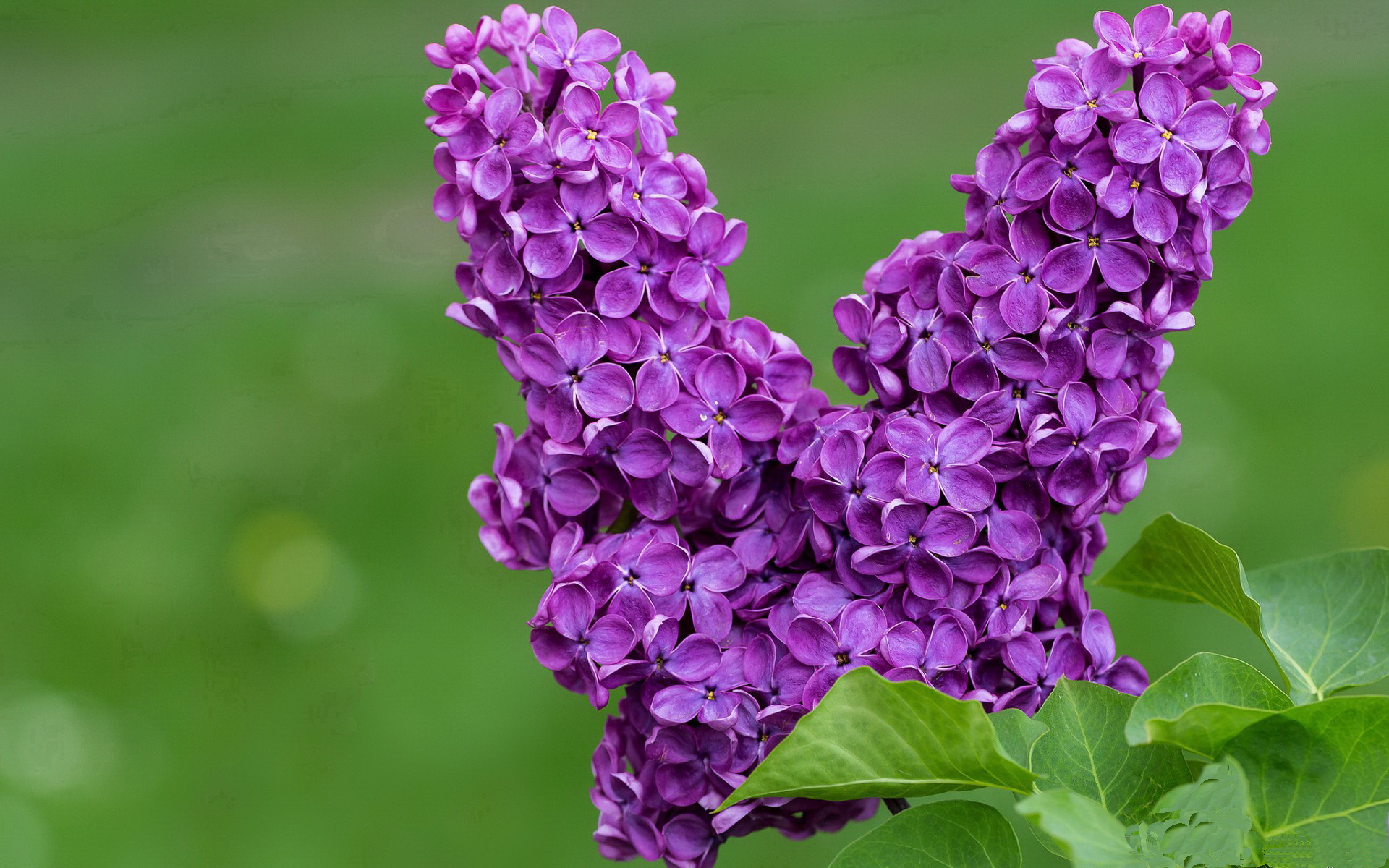 詹姆斯突破得分创下个人新高,詹姆斯突破动图